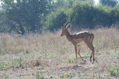 Vahşi doğada geyik