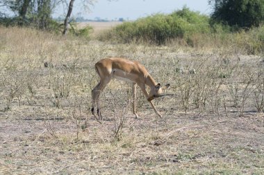 deer in the savannah