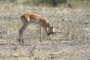 Ormanda bir erkek ceylan