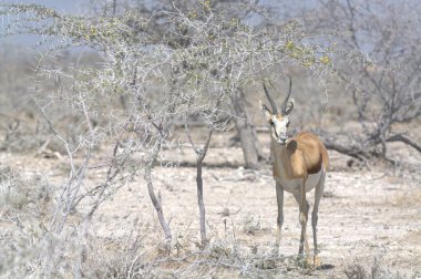 Afrika antilobu Kruger Park, Güney Afrika 'da