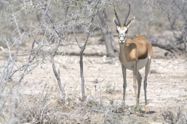 Bir erkek ceylanın savanadaki yakın çekimi.