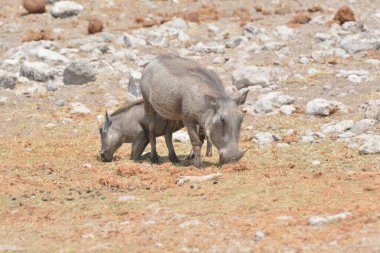 savana vahşi hayvanlar