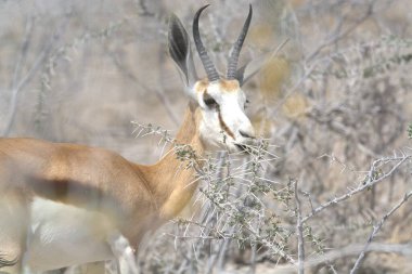 Ormanda güzel beyaz-kırmızı bir geyik.