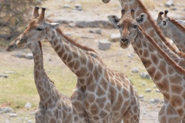 Hayvanat bahçesindeki zürafa.