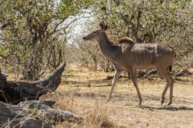 Kruger Parkı 'nda kadın kudu.