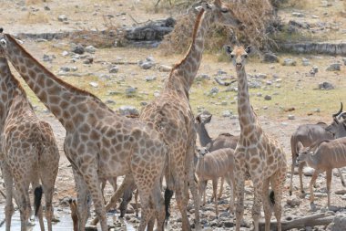 Hayvanat bahçesindeki zürafalar