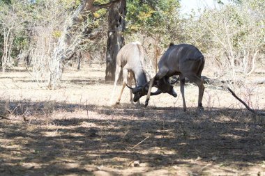 Savanada bir çift kadu