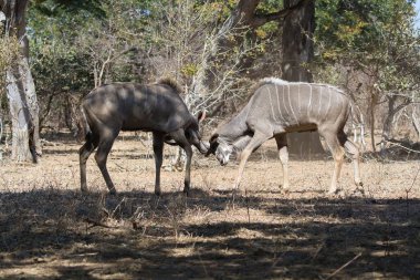 Parktaki ormanda bir grup vahşi hayvan.
