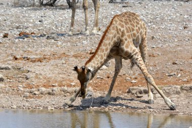 Zürafanın deliğinden su içmek.