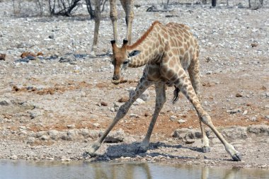 Afrika zürafası (zürafa camelopardalis), içme suyu