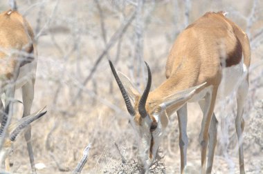 Erkek antiloplar bozkırda