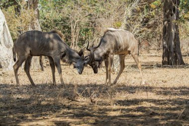 Büyük boynuzlu dişi ve erkek kudu.