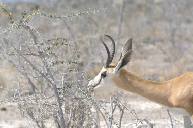Kenya 'daki bozkırda antilop