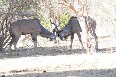 Hayvanat bahçesindeki bir grup vahşi hayvan.