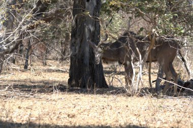 Güney Afrika 'daki Kruger Ulusal Parkı' nda Afrika akvaryumu.