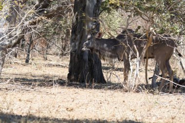 Ulusal parkta bir çift genç dişi geyik.