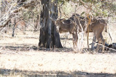 Ormanda bir erkek geyiğin yakın çekimi.