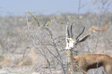 Ormandaki güzel bir geyik manzarası.