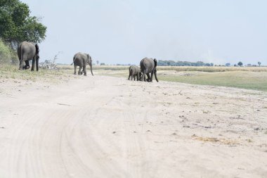 Ulusal parktaki fil ailesi.
