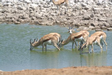Su bufalosu (syncerus caffer) Etoşa Ulusal Parkı, Namibya, Afrika 'daki su kuyusunda