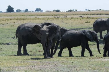 Ulusal parktaki büyük bir Afrika fili grubu.