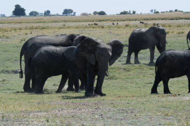 Büyük fil, fil, Afrika fili