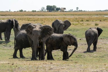 Sri Lanka, Ulusal Park 'taki fil ailesi.