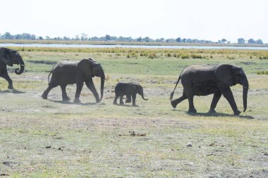Afrika bozkırındaki filler
