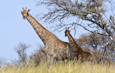 Vahşi doğada zürafa, hayvan doğası
