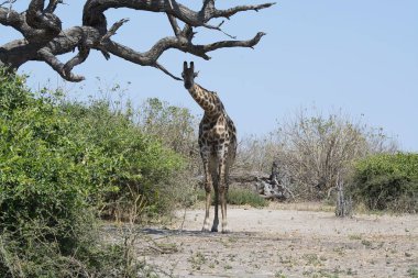 Afrika savanındaki zürafa