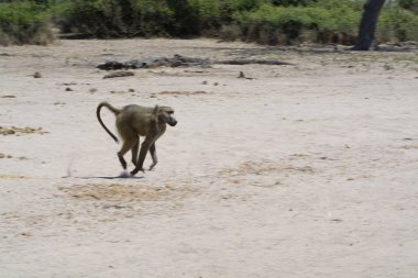 Kenya bozkırında bir babunun seçici odak noktası.