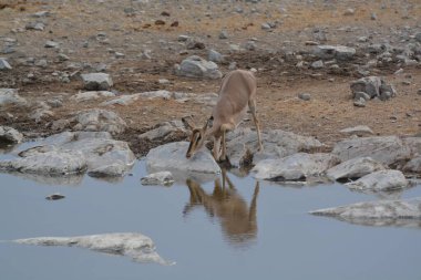 Suda genç bir geyik