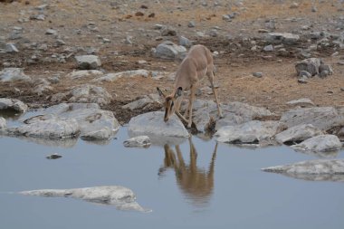 Yansıması olan genç bir geyiğin yakın çekimi.