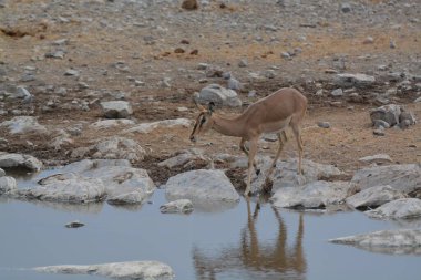Vahşi doğada su geyiği