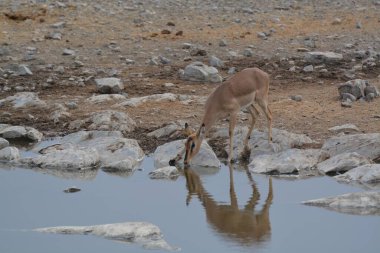 Hayvanat bahçesinde bir geyik