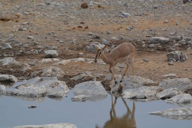 Genç bir geyik gölde duruyor.