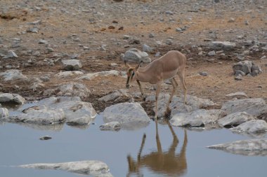 Afrika Bizonu (syncerus caffer) Namibya 'daki Etoşa Ulusal Parkı' nda içme suyu