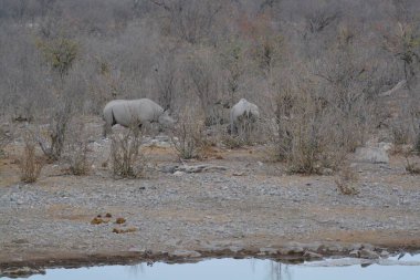 Savanadaki bir grup fil.