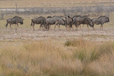 Savanadaki bir grup vahşi vahşi doğa.
