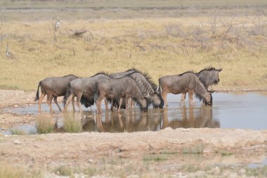 Suda bir grup vahşi at.