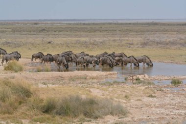 Kenya bozkırında vahşi fil sürüsü