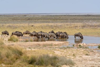 Etoşa Ulusal Parkı, Namibya 'da Afrika' nın vahşi su birikintisi