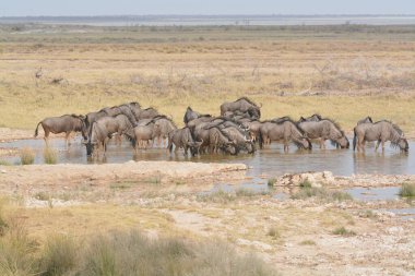 Kenya bozkırında vahşi bir hayvan sürüsü.