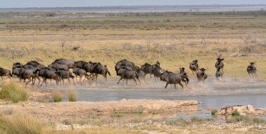 Su birikintisinde antilop sürüsü