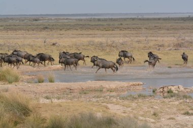 Bir grup vahşi bebra.