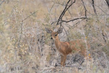 Vahşi doğada geyik