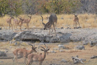Ulusal parkta bir grup Afrikalı kuopes.