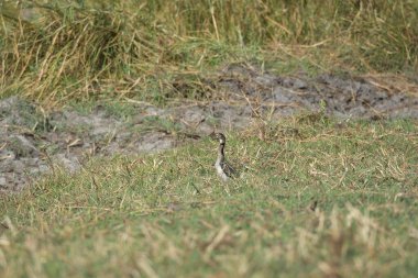 Otların arasında bir kuş