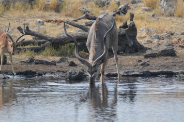 Suda bir zebra sürüsü