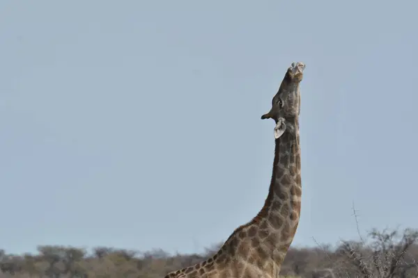 Büyük gagalı bir çita.